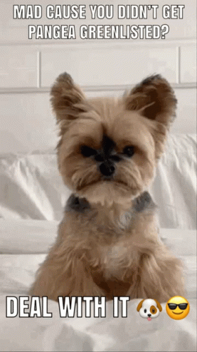 A Picture Of A Dog With The Caption Mad Cause You Didn 'T Get Pangea Greenlisted GIF