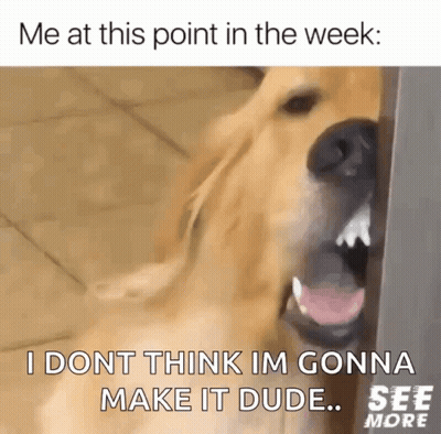 A Picture Of A Dog With The Caption " Me At This Point In The Week : I Dont Think Im Gonna Make It Dude " GIF