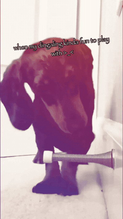 A Picture Of A Dog With The Caption When My Dingaling Kinda Fun To Play With > < GIF