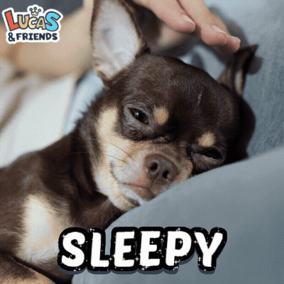 A Picture Of A Dog With The Word Sleepy Written On It GIF