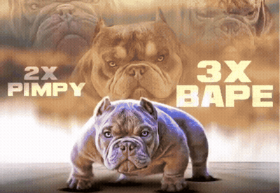 A Picture Of A Dog With The Words 2X Pimpy And 3X Bape On It GIF