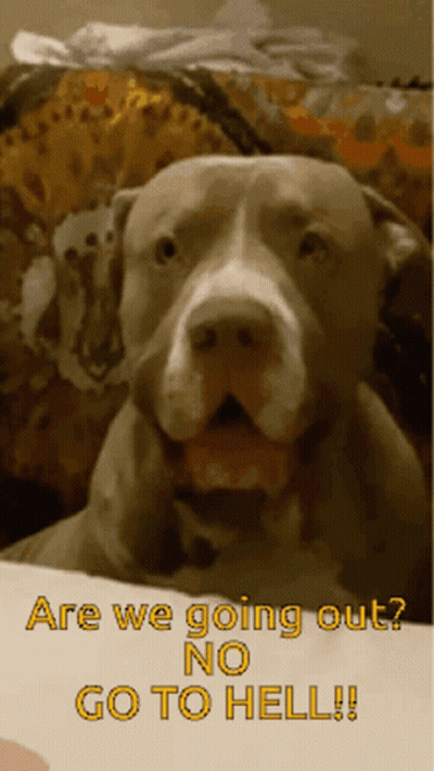 A Picture Of A Dog With The Words Are We Going Out No Go To Hell On The Bottom GIF