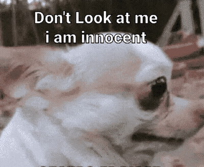 A Picture Of A Dog With The Words " Do N't Look At Me I Am Innocent " On It GIF