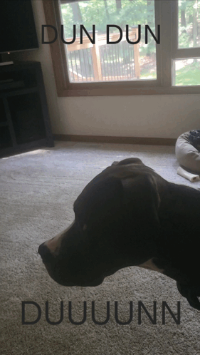 A Picture Of A Dog With The Words Dun Dun Duuuunn Written On It GIF