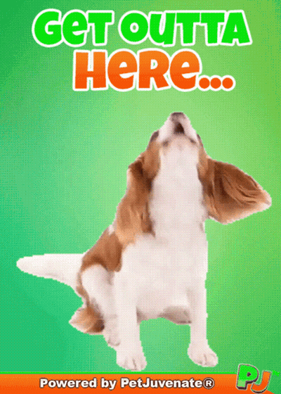 A Picture Of A Dog With The Words Get Outta Here Written Above It GIF
