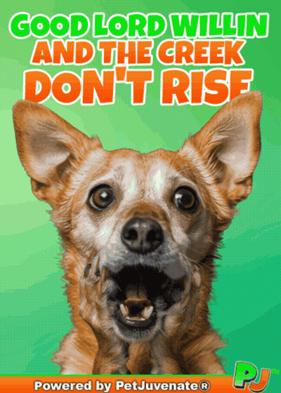 A Picture Of A Dog With The Words Good Lord Willin And The Creek Don T Rise GIF