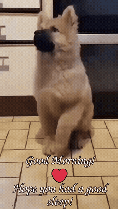 A Picture Of A Dog With The Words Good Morning Hope You Had A Good Sleep Written Below It GIF