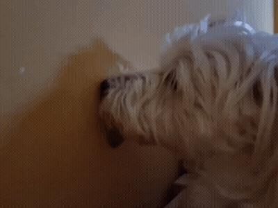 A Picture Of A Dog With The Words " Good Night My Dearest Best Friend " GIF