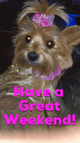 A Picture Of A Dog With The Words Have A Great Weekend Written On It GIF