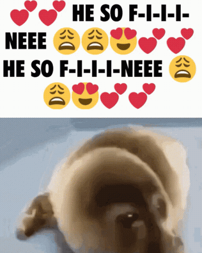 A Picture Of A Dog With The Words He So F-I-I-I-Neee GIF