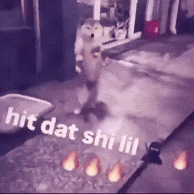 A Picture Of A Dog With The Words Hit Dat Shi Lil Written On It GIF