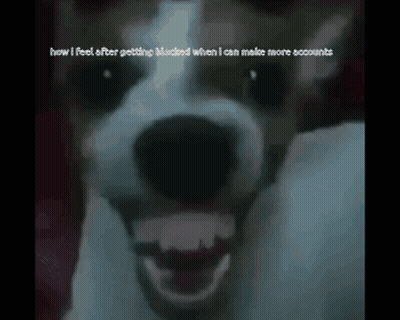 A Picture Of A Dog With The Words " How I Feel After Getting Blocked When I Can Make More Accounts " GIF