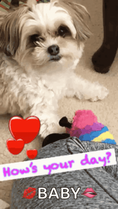 A Picture Of A Dog With The Words " How 'S Your Day Baby " GIF