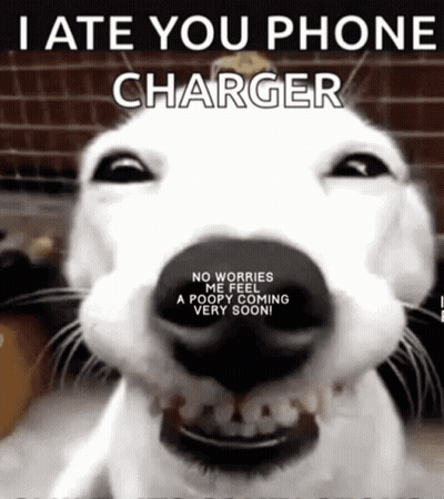 A Picture Of A Dog With The Words " I Hate You Phone Charger " Above It GIF