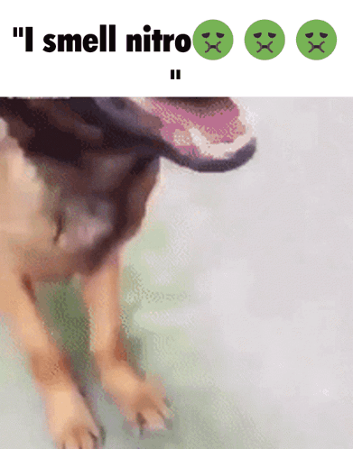 A Picture Of A Dog With The Words " I Smell Nitro " Below It GIF