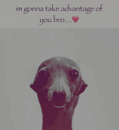 A Picture Of A Dog With The Words Im Gonna Take Advantage Of You Bro Written Above It GIF