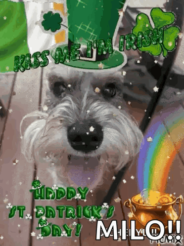 A Picture Of A Dog With The Words Kiss Me I 'M Irish Written On It GIF