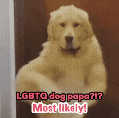 A Picture Of A Dog With The Words Lgbtq Dog Papa Most Likely Above It GIF