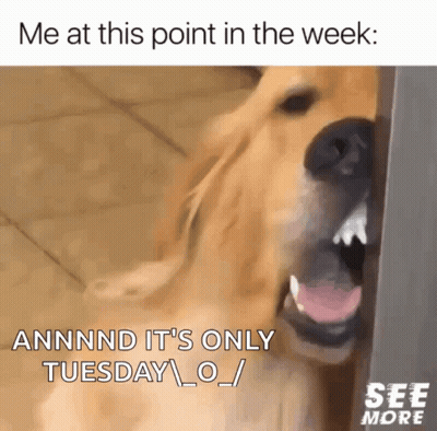 A Picture Of A Dog With The Words Me At This Point In The Week GIF