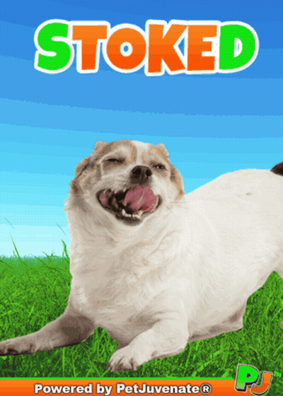 A Picture Of A Dog With The Words Stoked Written On It GIF
