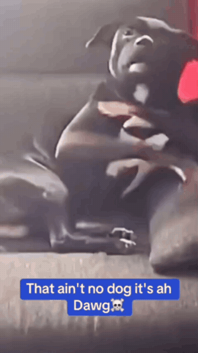A Picture Of A Dog With The Words That Ain 'T No Dog It 'S Ah Dawg Below It GIF