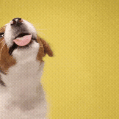 A Picture Of A Dog With The Words Tongue Out Tuesday GIF