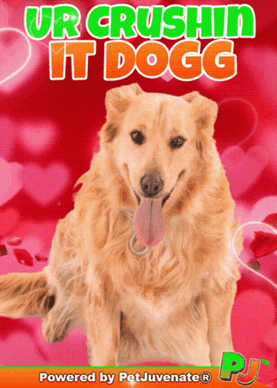 A Picture Of A Dog With The Words Ur Crushin It Dogg GIF