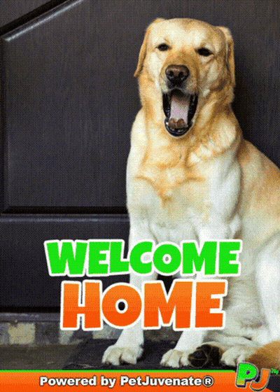 A Picture Of A Dog With The Words Welcome Home Written On It GIF