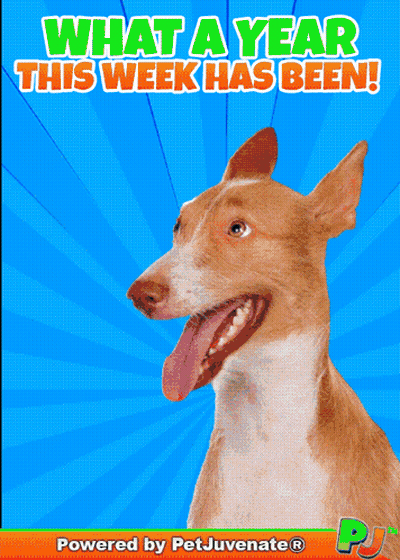 A Picture Of A Dog With The Words What A Year This Week Has Been On It GIF