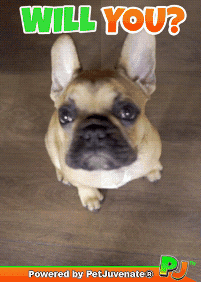 A Picture Of A Dog With The Words " Will You " Written Above It GIF