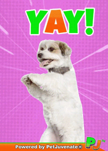 A Picture Of A Dog With The Words Yay Written On It GIF