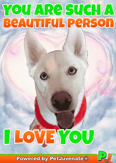 A Picture Of A Dog With The Words " You Are Such A Beautiful Person " GIF