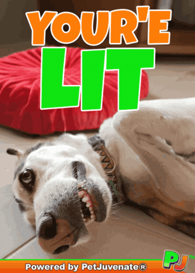 A Picture Of A Dog With The Words Your 'E Lit Written Above It GIF
