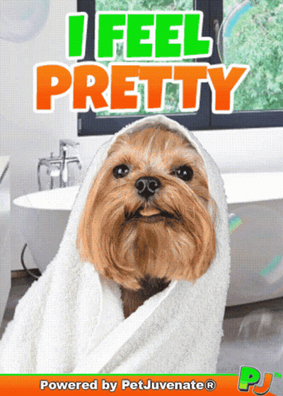 A Picture Of A Dog Wrapped In A Towel With The Words I Feel Pretty Above It GIF