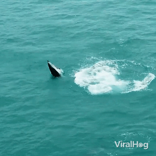A Picture Of A Dolphin Jumping Out Of The Water With The Words Viralhog In The Corner GIF