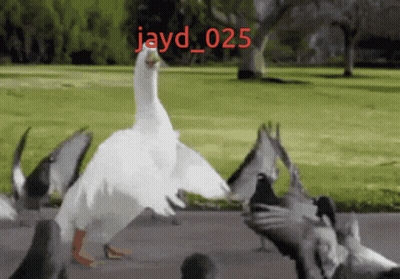 A Picture Of A Duck And Pigeons With Jayd_025 Written In Red GIF