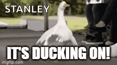 A Picture Of A Duck With The Caption Stanley It 'S Ducking On ! GIF
