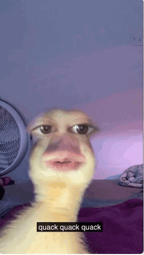 A Picture Of A Duck With The Words Quack Quack Quack On It GIF