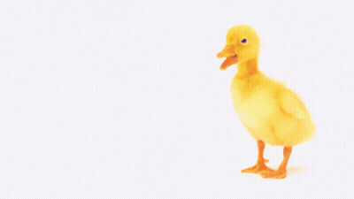 A Picture Of A Duck With The Words You 'Re The Best Behind It GIF
