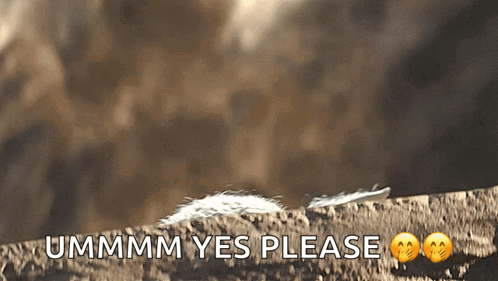 A Picture Of A Feather With The Words Ummm Yes Please Written Below It GIF