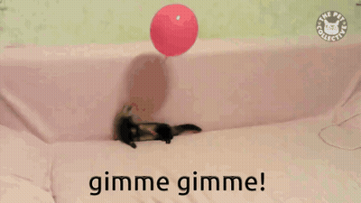 A Picture Of A Ferret Holding A Red Balloon With The Words Gimme Gimme GIF