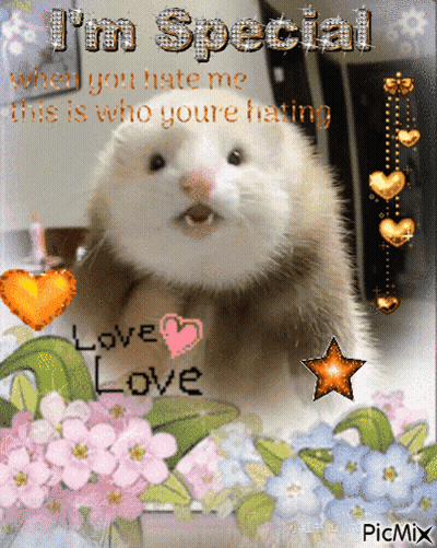 A Picture Of A Ferret That Says I 'M Special When You Hate Me GIF