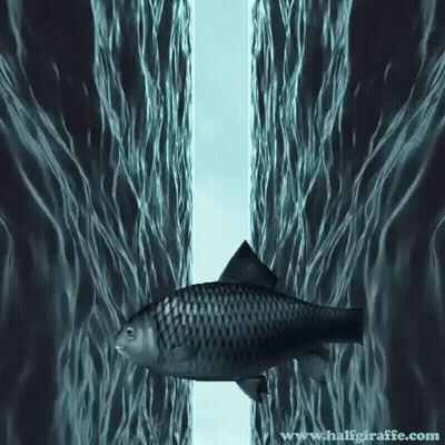 A Picture Of A Fish In The Water With The Website Www.haligiraffe.com In The Bottom Right Corner GIF