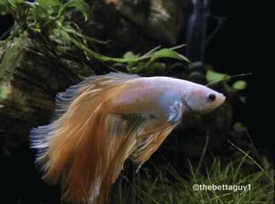 A Picture Of A Fish Taken By The Betta Guy GIF