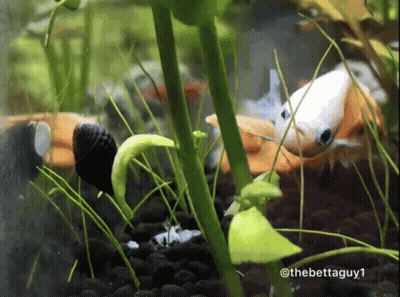 A Picture Of A Fish Tank With The Hashtag @ Thebettaguy1 GIF