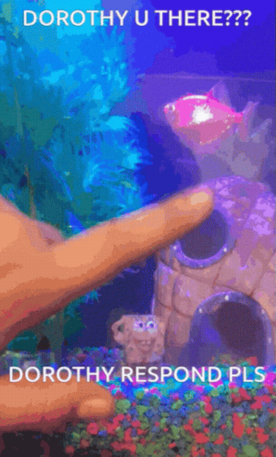 A Picture Of A Fish Tank With The Words Dorothy U There On It GIF