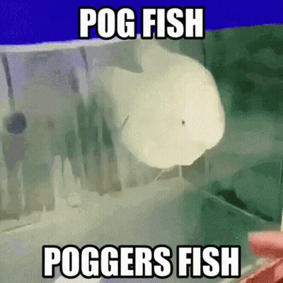 A Picture Of A Fish With The Caption Pog Fish Poggers Fish . GIF