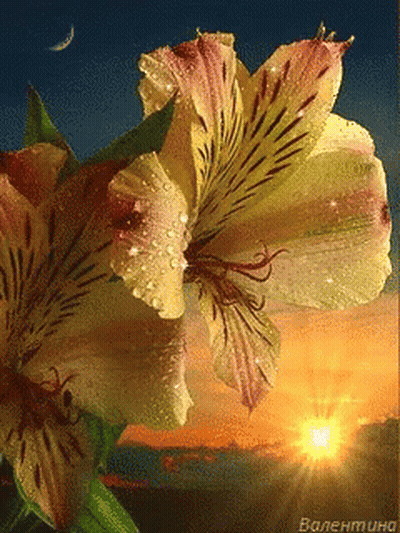 A Picture Of A Flower With The Name Valentina On The Bottom Right GIF