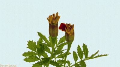 A Picture Of A Flower With The Words Decentscraps On The Bottom Right GIF