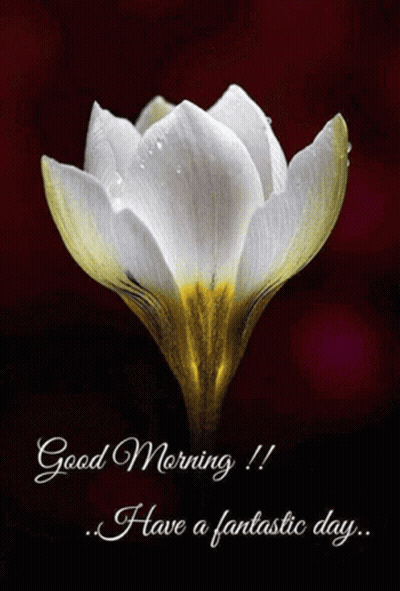 A Picture Of A Flower With The Words Good Morning Have A Fantastic Day GIF